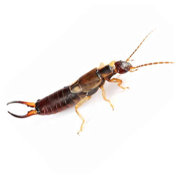 Earwig Lice Union NJ Pest Control Exterminator