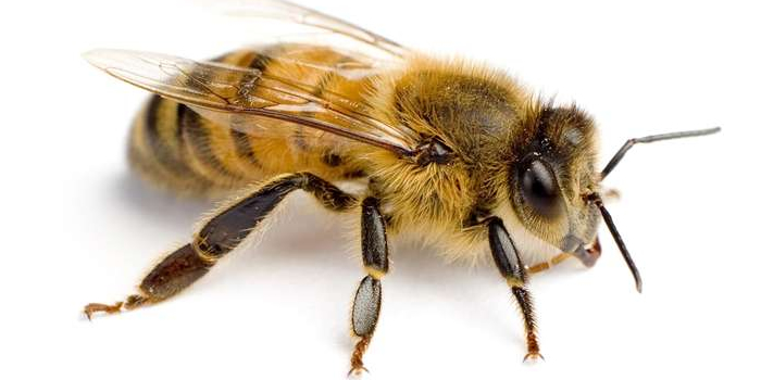 Bees Wasp Union NJ Pest Control Exterminator