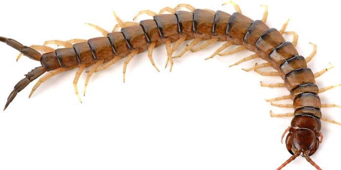 Centipede Millipedes Union NJ Pest Control Exterminator