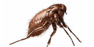 Fleas Ticks Union NJ Pest Control Exterminator