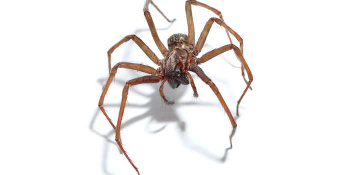 Spiders Crickets Union NJ Pest Control Exterminator